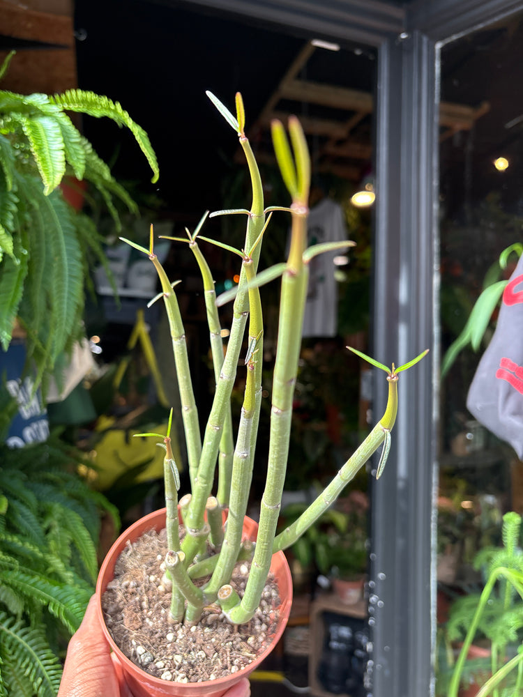 Ceropegia dichotoma succulent in 13cm pot outside Urban Tropicana plant shop in Chiswick, London