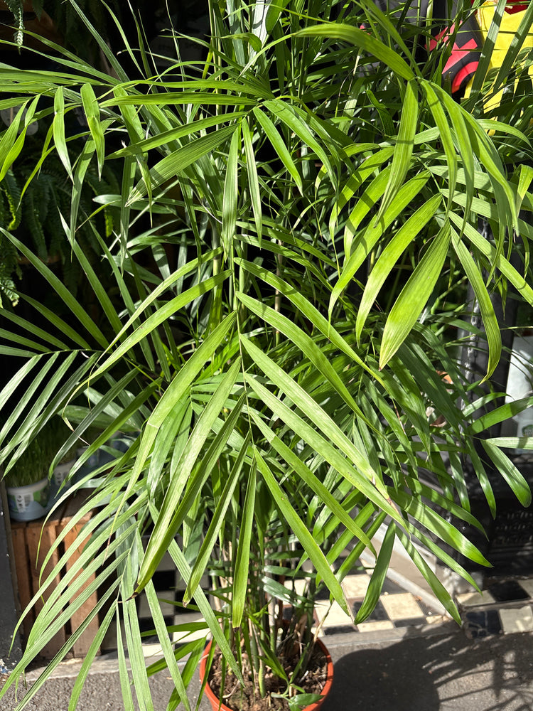 Chamaedorea seifrizii (Bamboo Palm) in 27cm pot outside Urban Tropicana plant shop in Chiswick, London