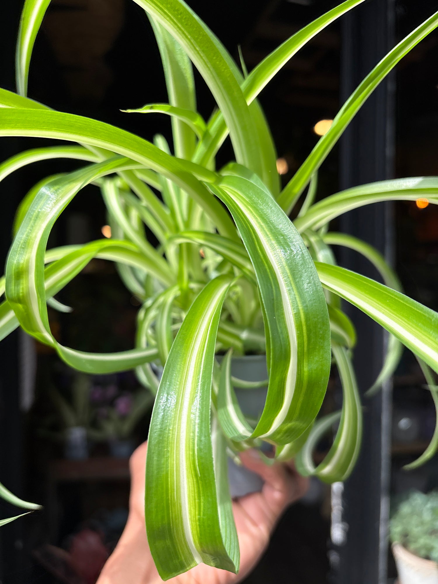 A Chlorophytum or Spider plant in front of Urban Tropicana’s Plant Shop in Chiswick London