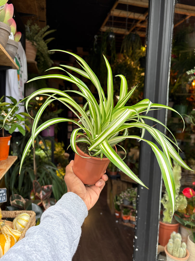 A Chlorophytum Comosum ‘Variegatum’ plant in front of Urban Tropicana’s Plant Shop in Chiswick London