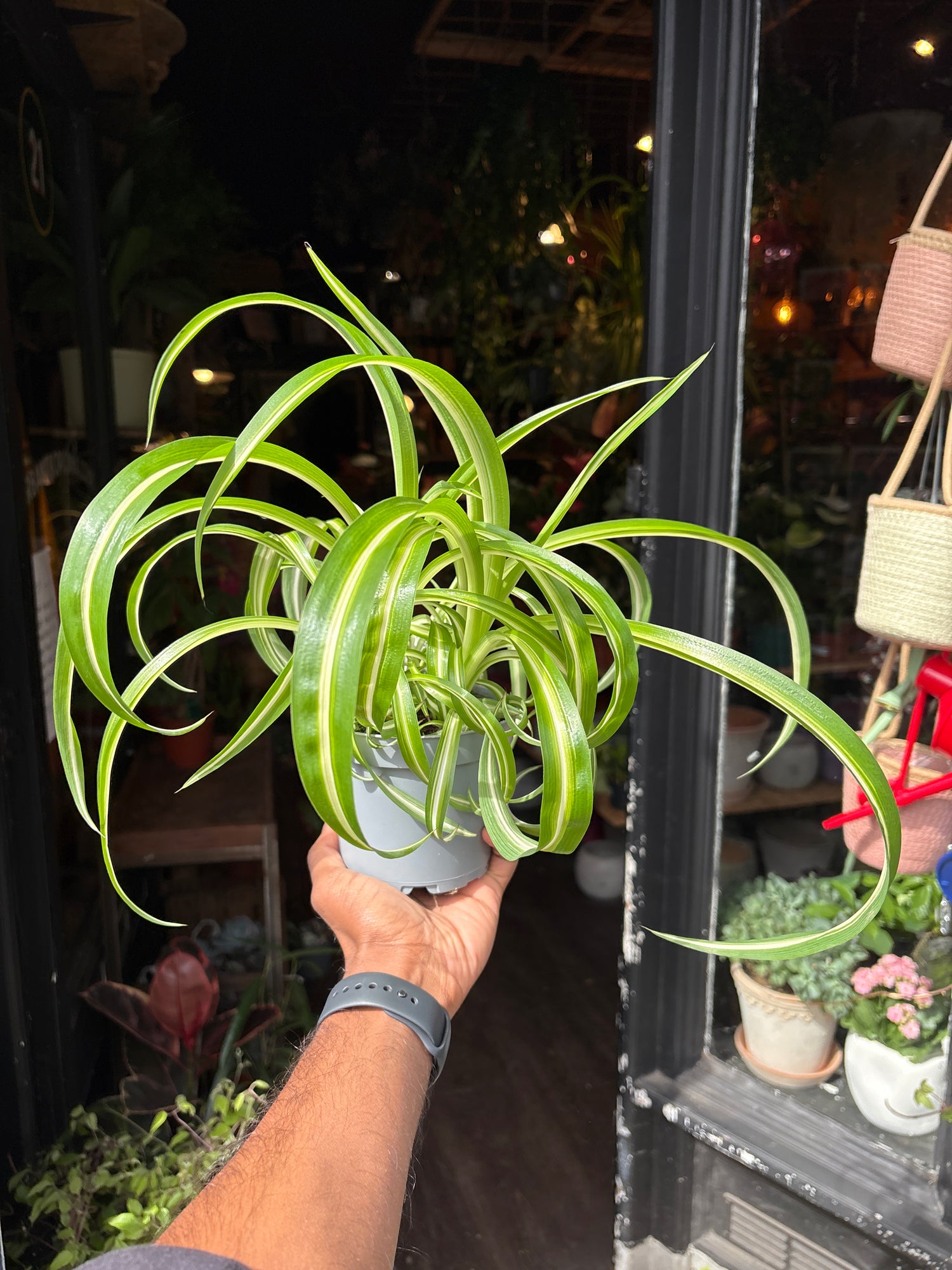 A Chlorophytum or spider plant in front of Urban Tropicana’s Plant Shop in Chiswick London