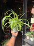 A Chlorophytum or spider plant in front of Urban Tropicana’s Plant Shop in Chiswick London
