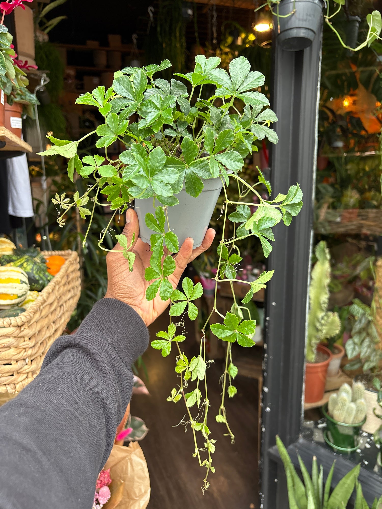 A Cissus Striata plant in front of Urban Tropicana’s Plant Shop in Chiswick London
