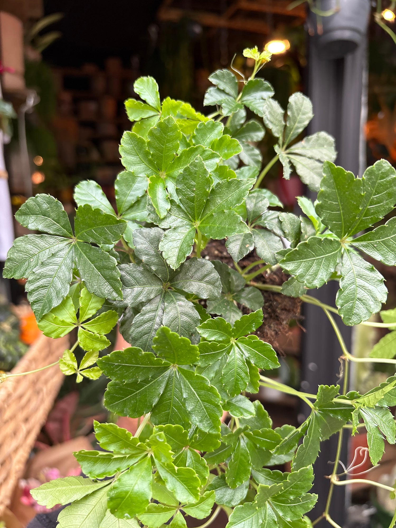 A Cissus Striata plant in front of Urban Tropicana’s Plant Shop in Chiswick London
