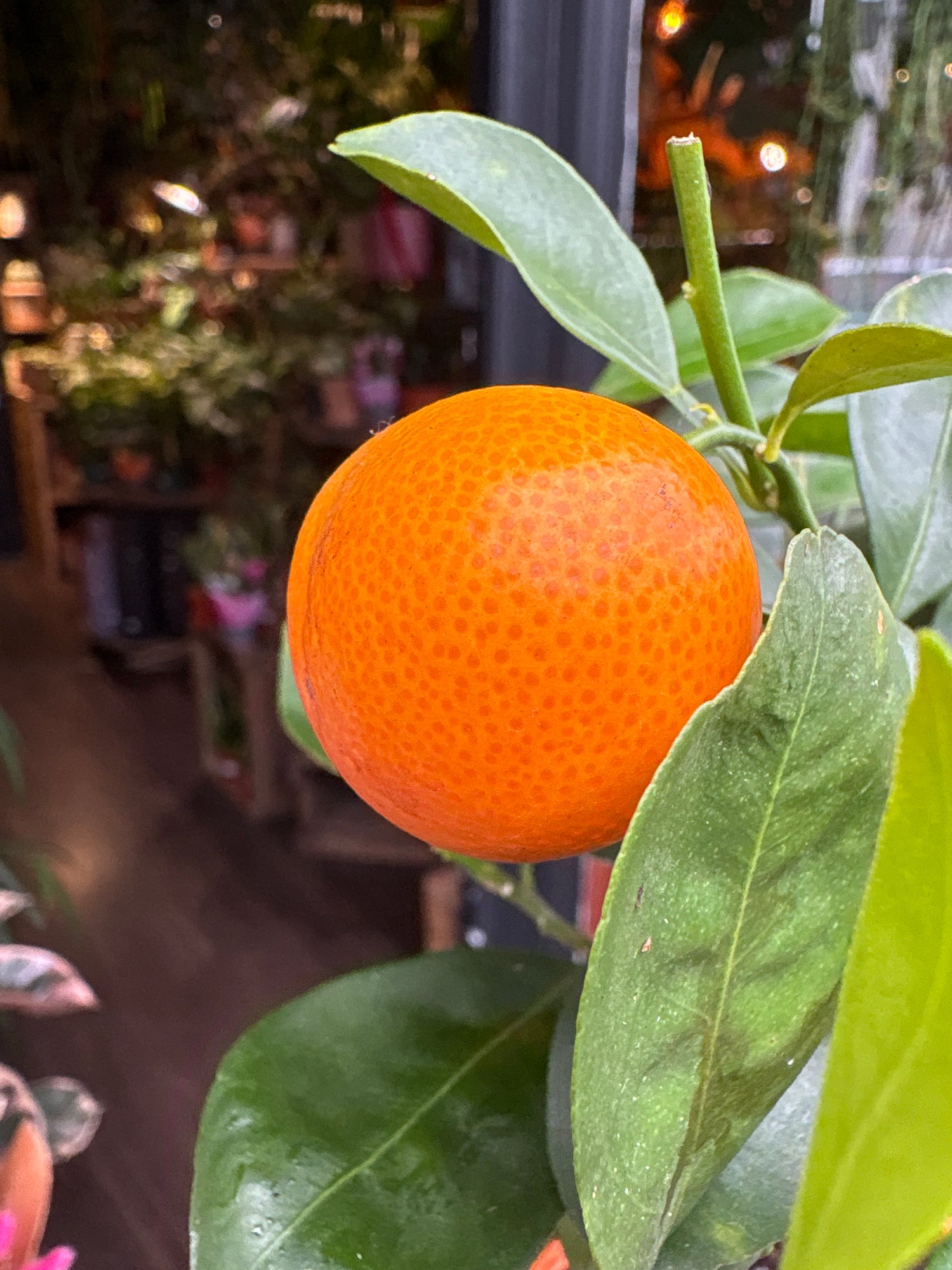 An Citrus Calamondin plant in front of Urban Tropicana’s Plant Shop in Chiswick London