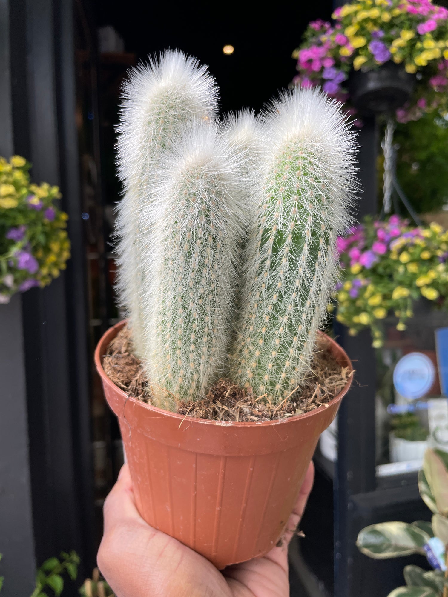 A Cleistocactus Straussi plant also known as a Silver Torch Cactus in front of Urban Tropicana&