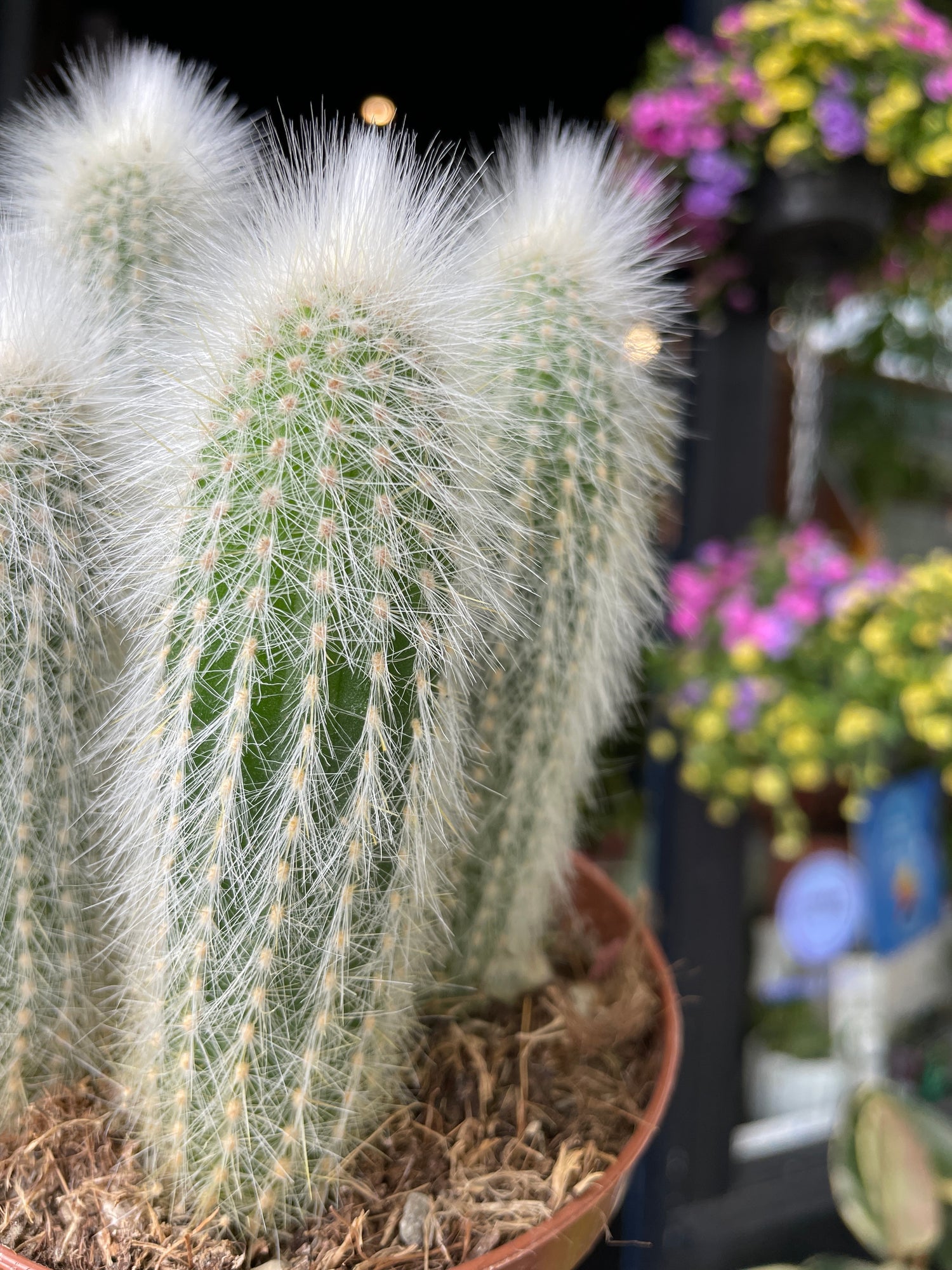 A Cleistocactus Straussi plant also known as a Silver Torch Cactus in front of Urban Tropicana&