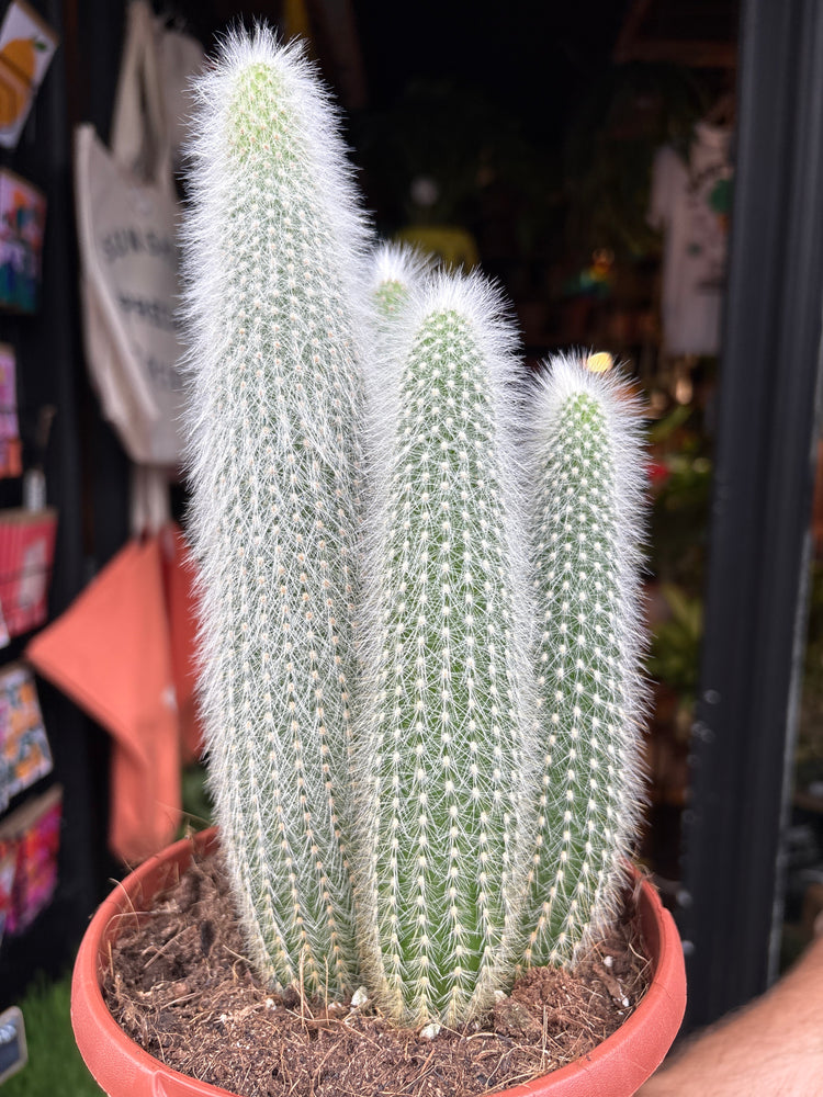 Cleistocactus Straussi, or Silver Torch Cactus, Silver Column Cactus and Woolly Torch Cactus, outside Urban Tropicana’s houseplant store in Chiswick, London