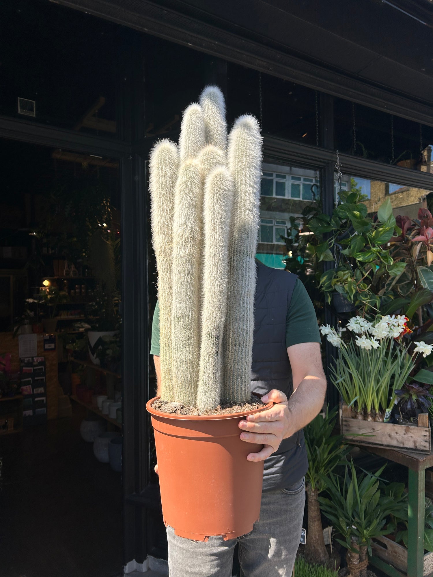 A Cleistocactus Straussi also known as a Silver Torch Cactus in front of Urban Tropicana’s plant shop in Chiswick, London