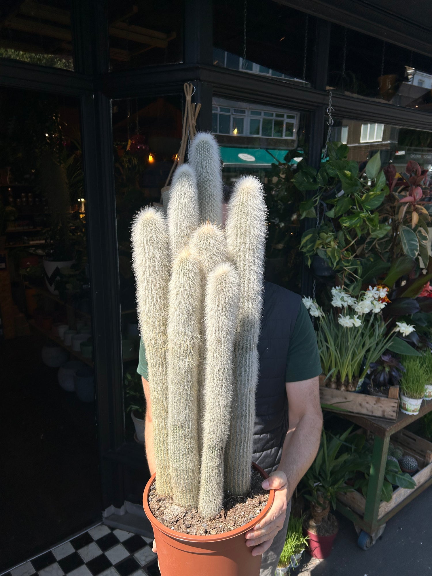 A Cleistocactus Straussi also known as a Silver Torch Cactus in front of Urban Tropicana’s plant shop in Chiswick, London