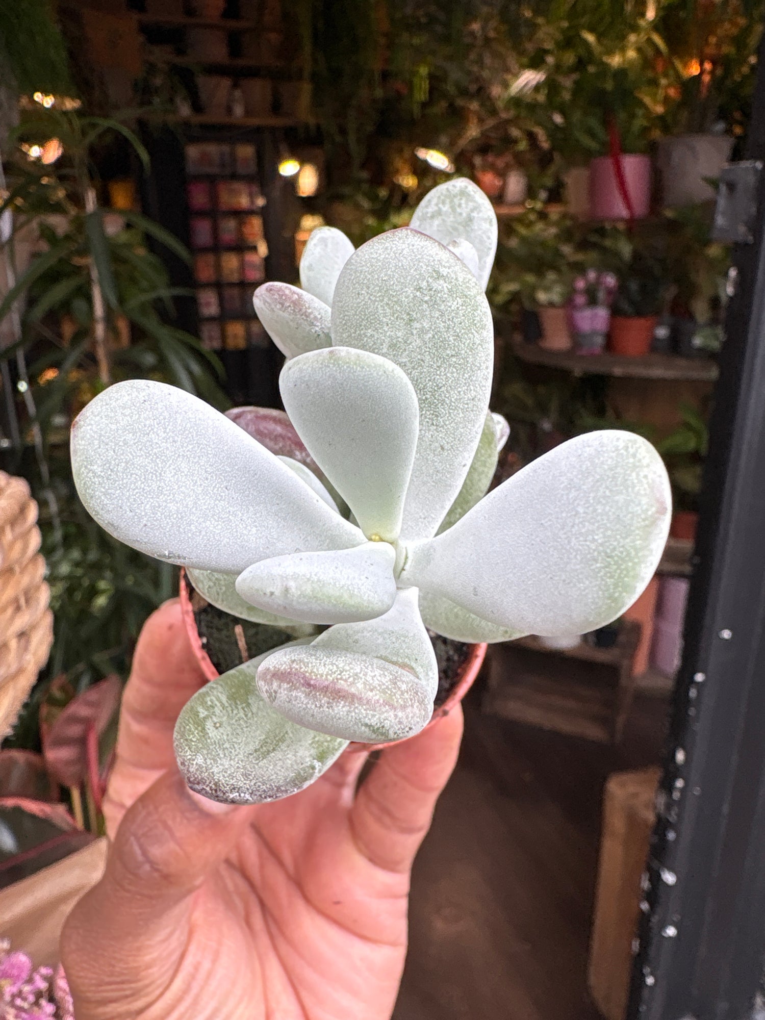 A Cotyledon orbiculata ‘Higginsiae’ plant in front of Urban Tropicana’s Plant Shop in Chiswick London