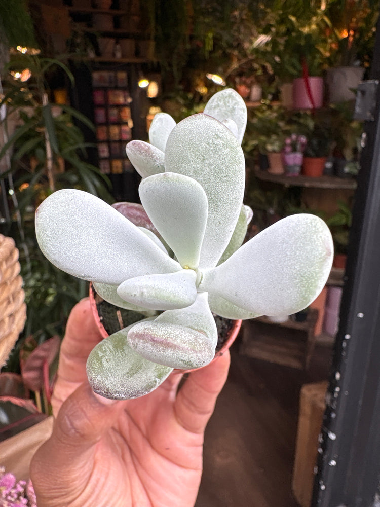 A Cotyledon orbiculata ‘Higginsiae’ plant in front of Urban Tropicana’s Plant Shop in Chiswick London