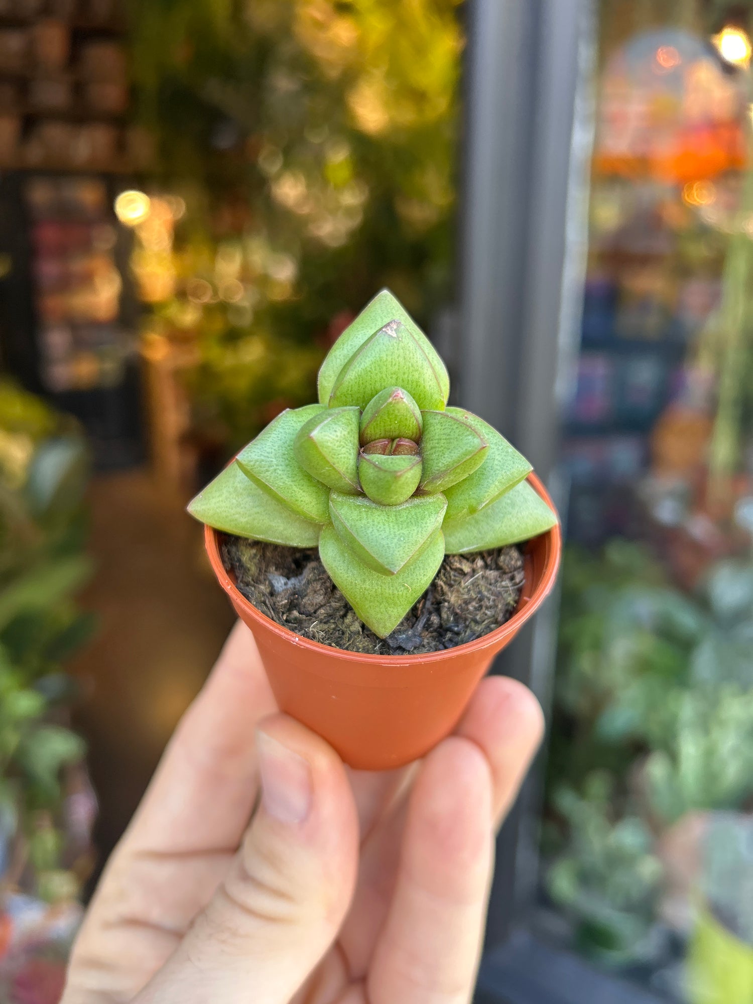 A Crassula Benjamin plant in front of Urban Tropicana’s Plant Shop in Chiswick London