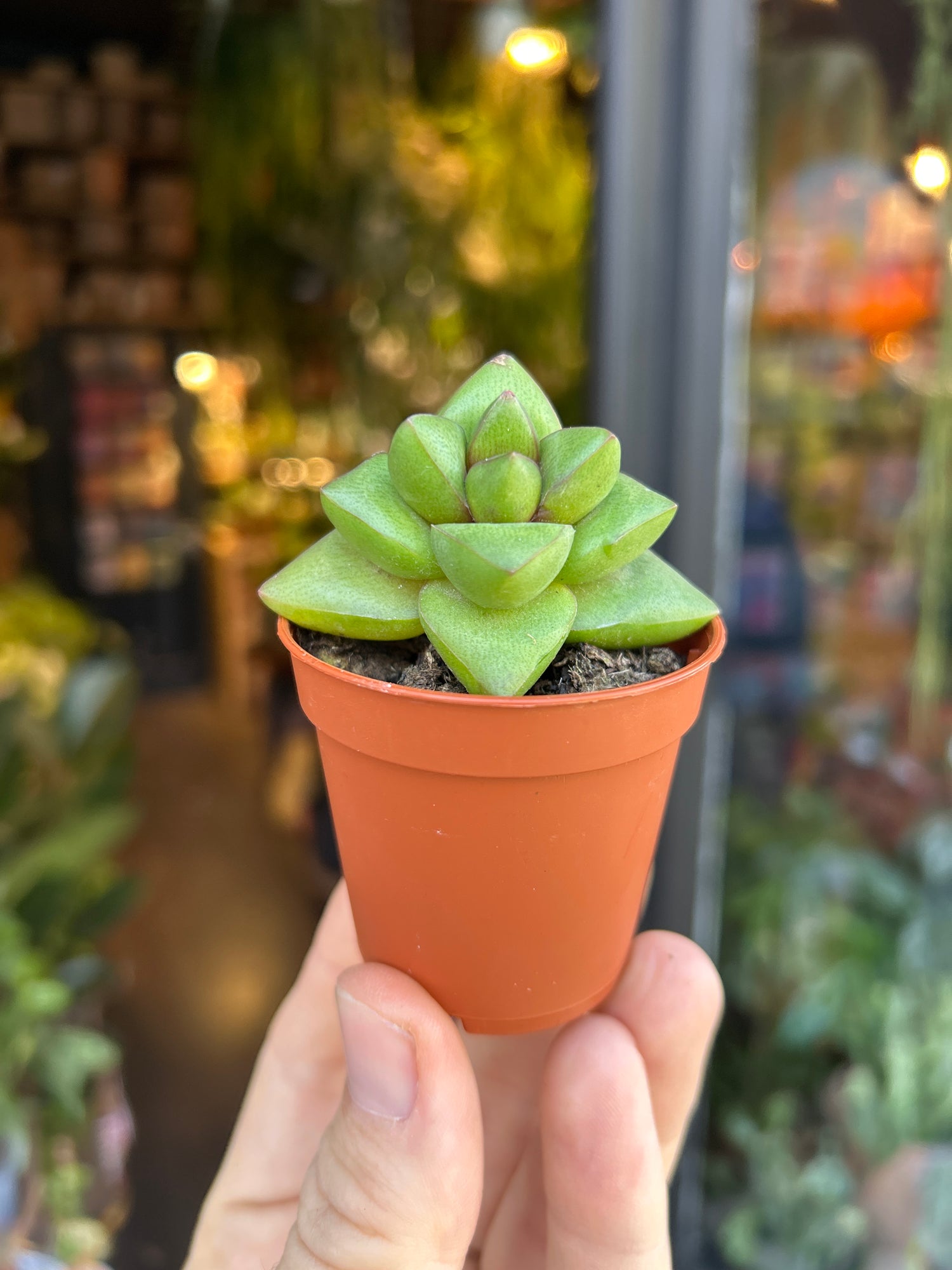 A Crassula Benjamin plant in front of Urban Tropicana’s Plant Shop in Chiswick London