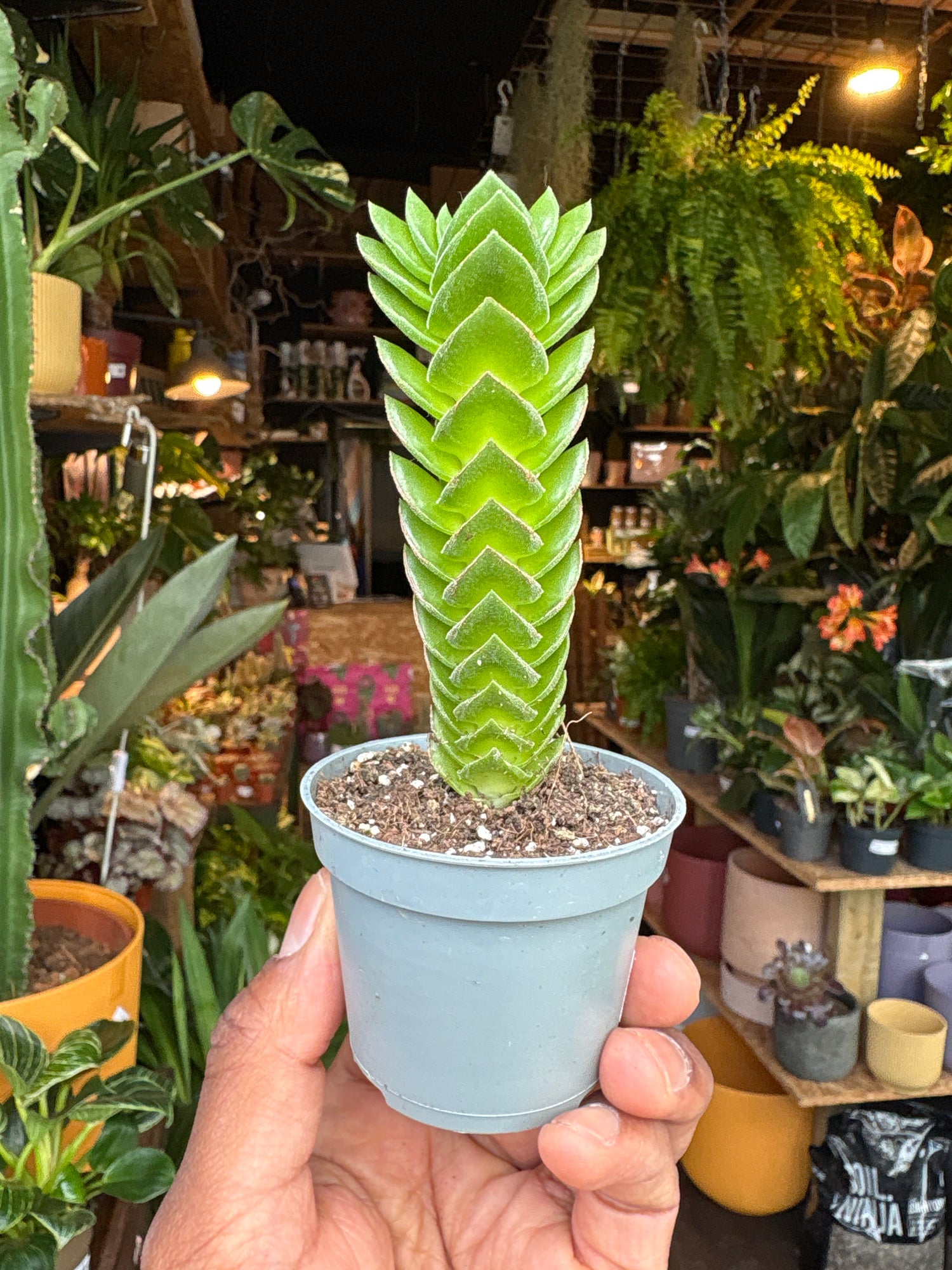A Crassula Buddha’s Temple plant in front of Urban Tropicana’s Plant Shop in Chiswick London