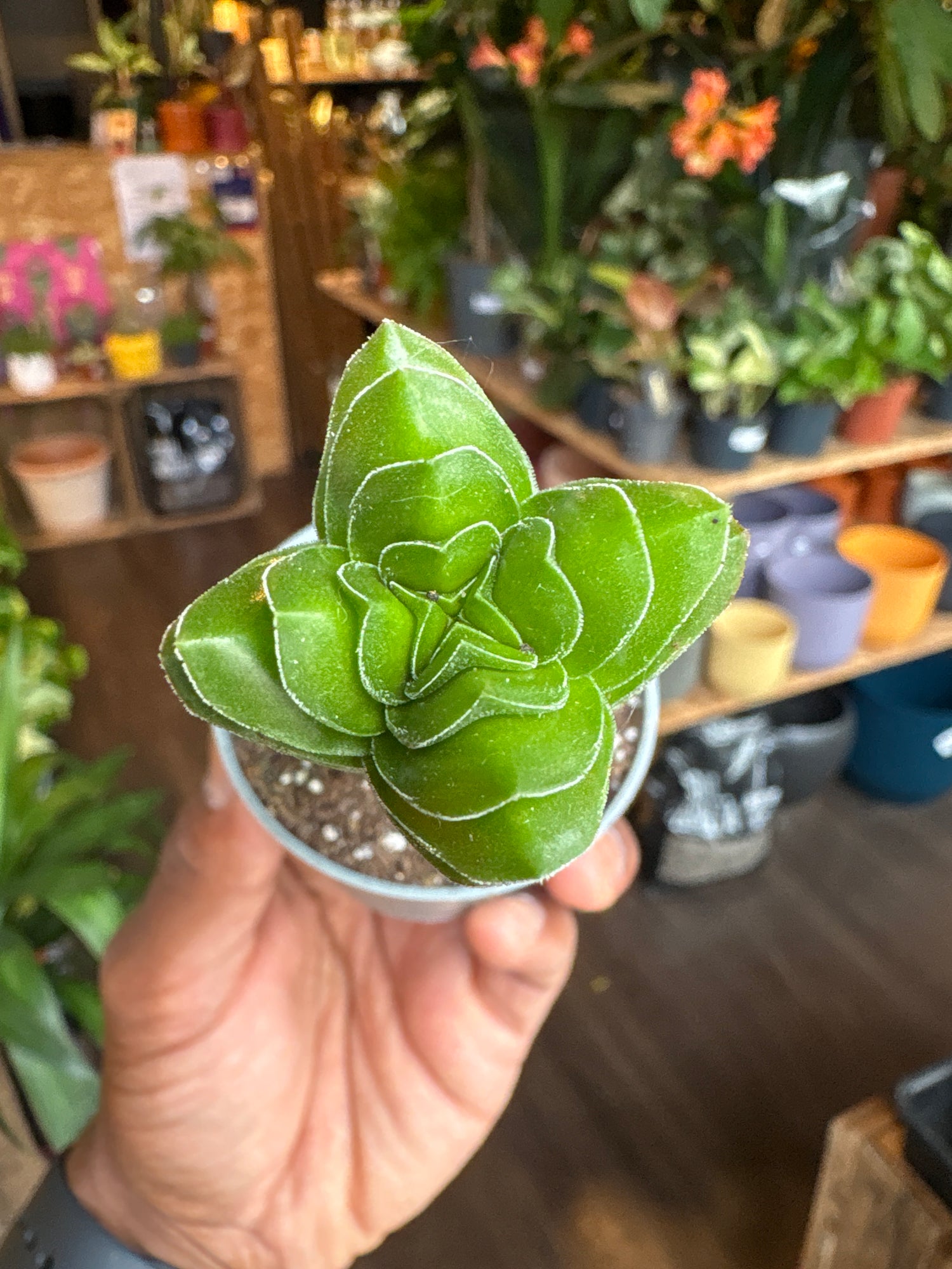 A Crassula Buddha’s Temple plant in front of Urban Tropicana’s Plant Shop in Chiswick London
