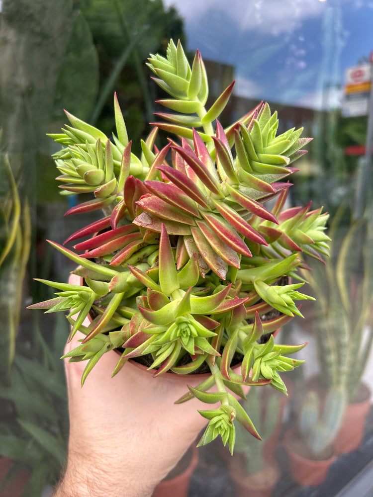 A Crassula Capitella plant in front of Urban Tropicana’s Plant Shop in Chiswick London