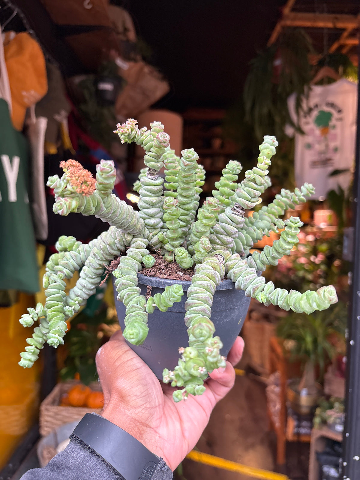 Crassula marnieriana ‘Hottentot’ succulent in 12cm pot outside Urban Tropicana plant shop in Chiswick, London