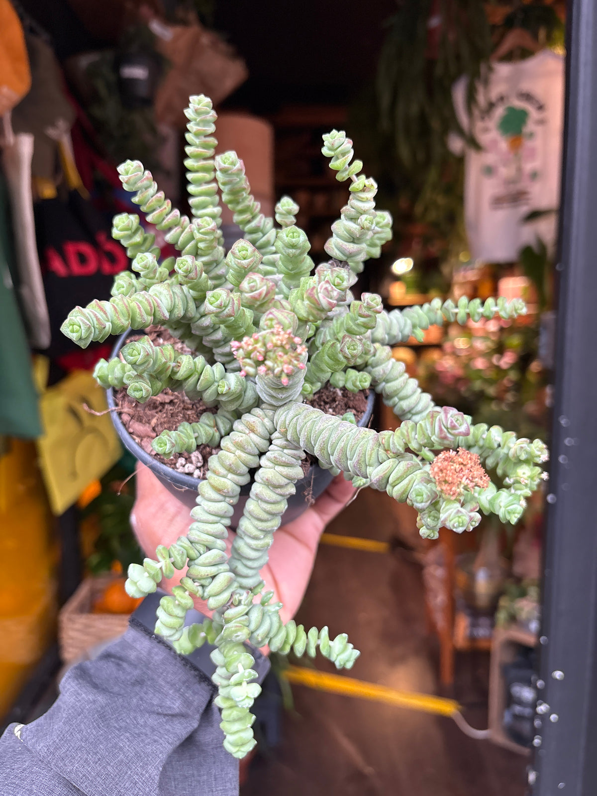 Crassula marnieriana ‘Hottentot’ succulent in 12cm pot outside Urban Tropicana plant shop in Chiswick, London