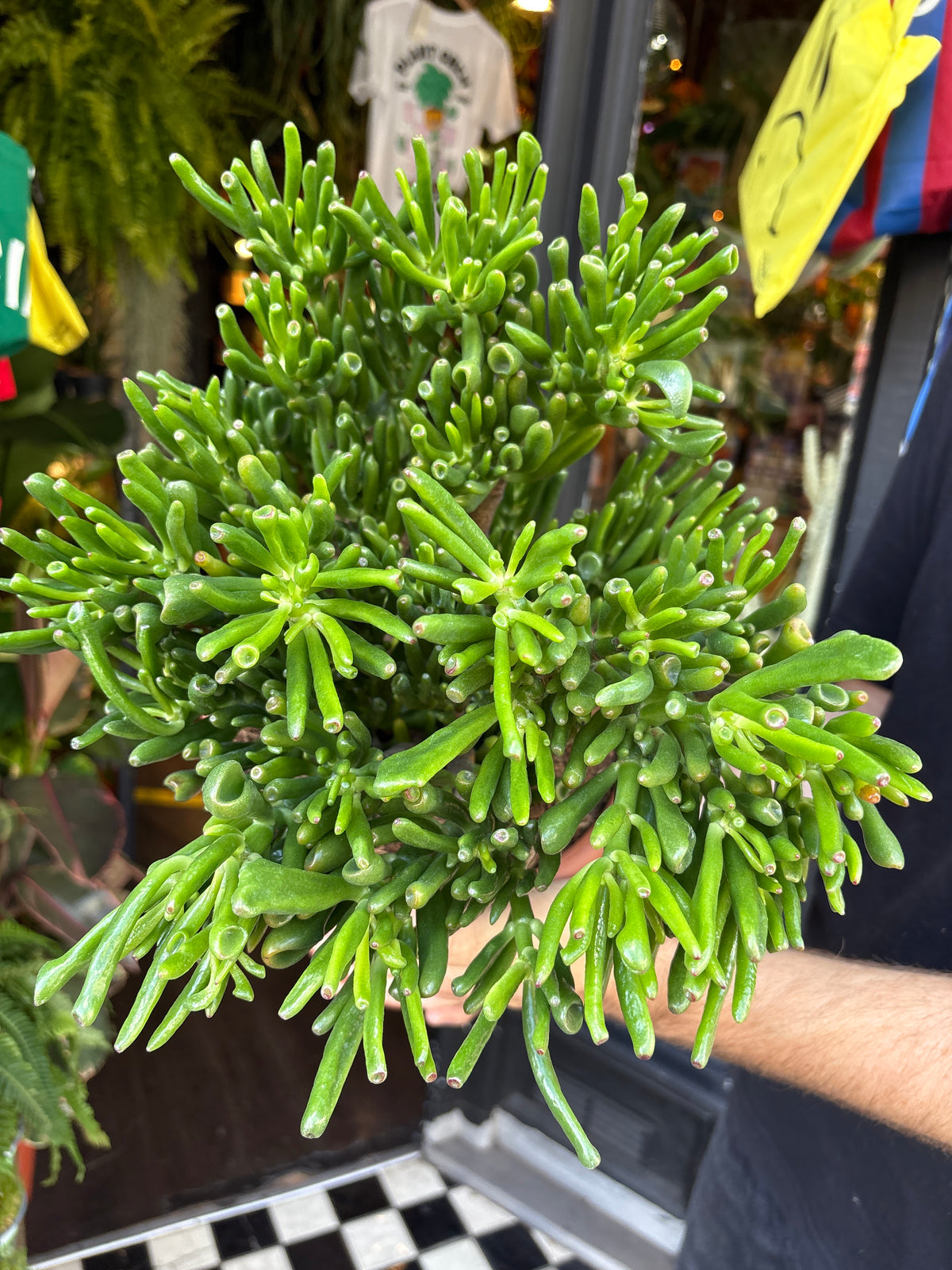 Crassula ovata ‘Hobbit’ (Hobbit Jade Plant) in 22cm pot outside Urban Tropicana plant shop in Chiswick, London