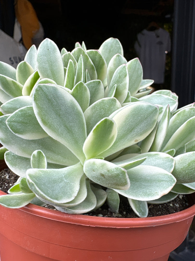 Crassula ‘Rusby Variegata’ succulent in 15cm pot outside Urban Tropicana plant shop in Chiswick, London