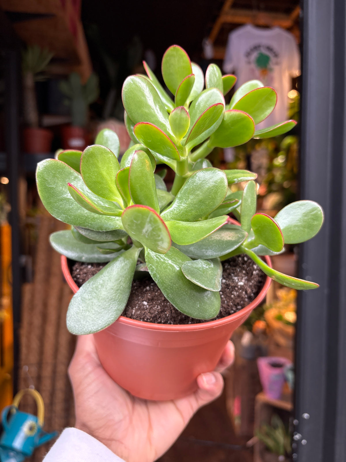 A Crassula Sunset plant in front of Urban Tropicana’s Plant Shop in Chiswick London