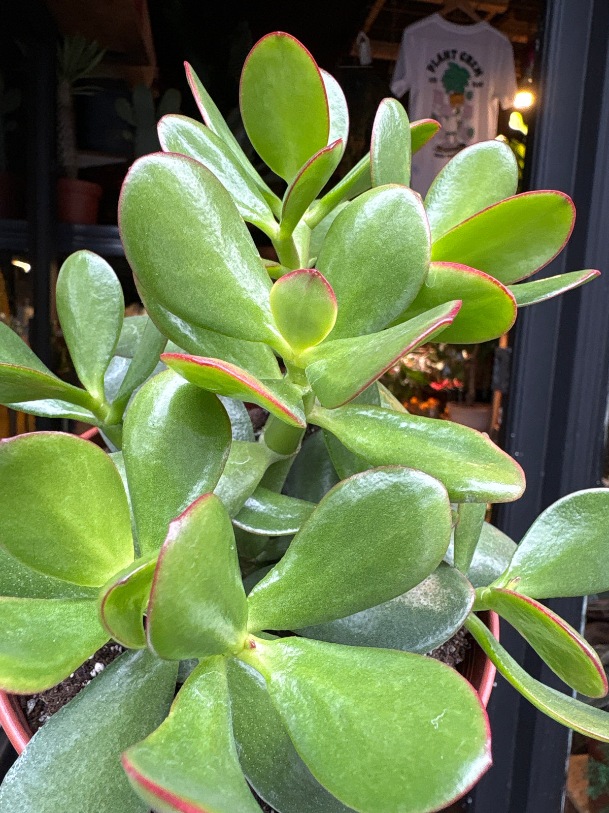 A Crassula Sunset plant in front of Urban Tropicana’s Plant Shop in Chiswick London