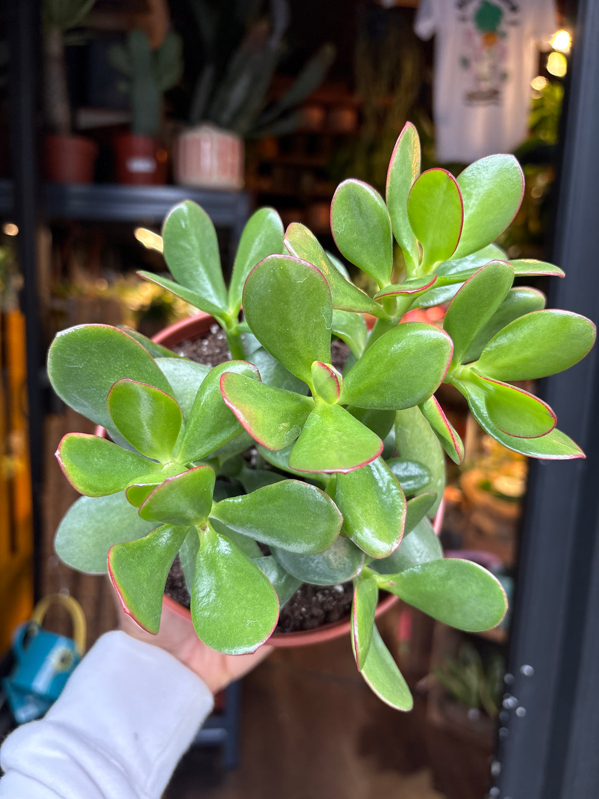 A Crassula Sunset plant in front of Urban Tropicana’s Plant Shop in Chiswick London