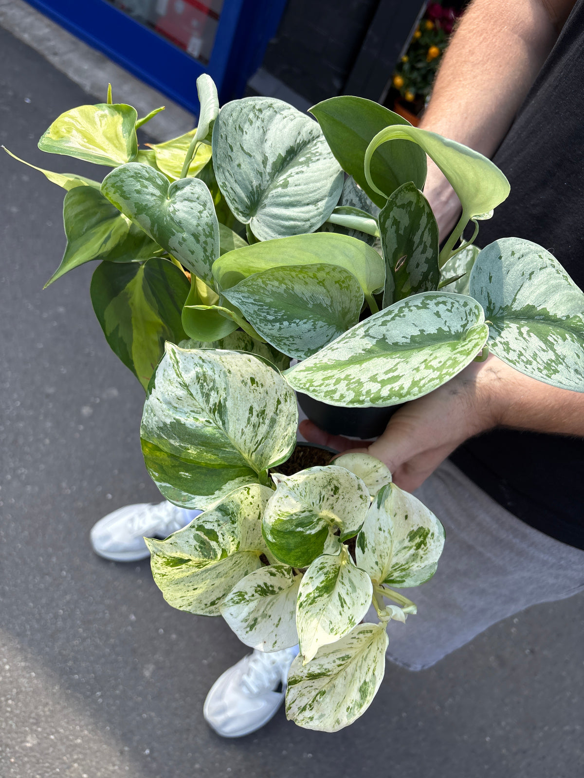 Trailing Bundle | 3 easy-care plants