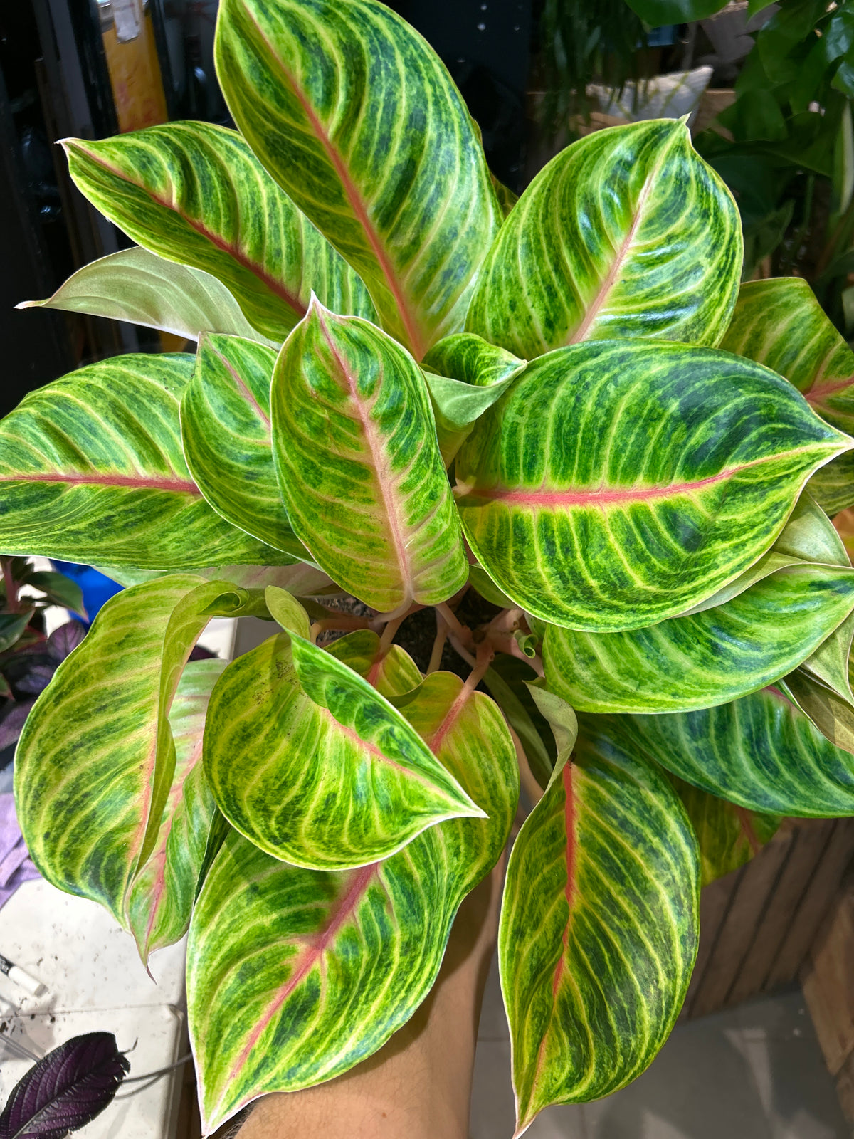 Aglaonema Rose Parakeet | 19cm pot