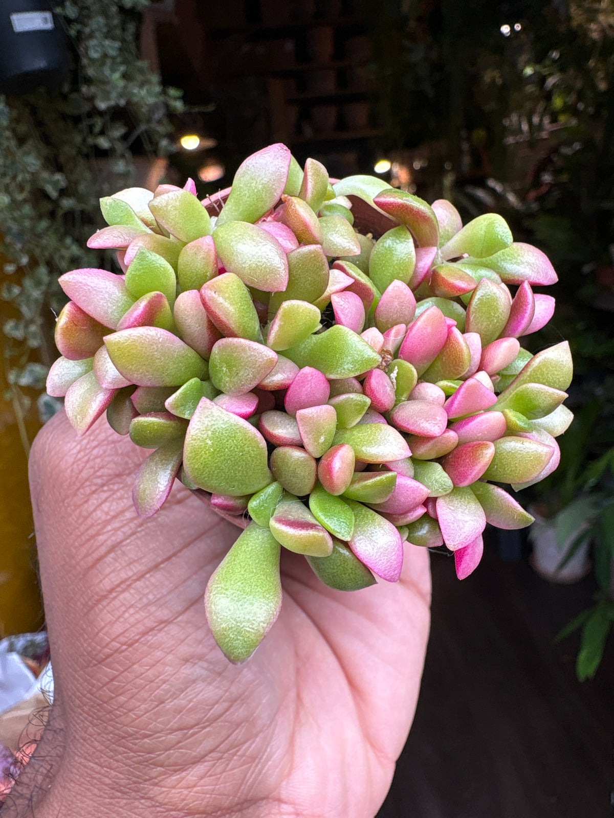 Anacampseros rufescens | 5.5cm pot