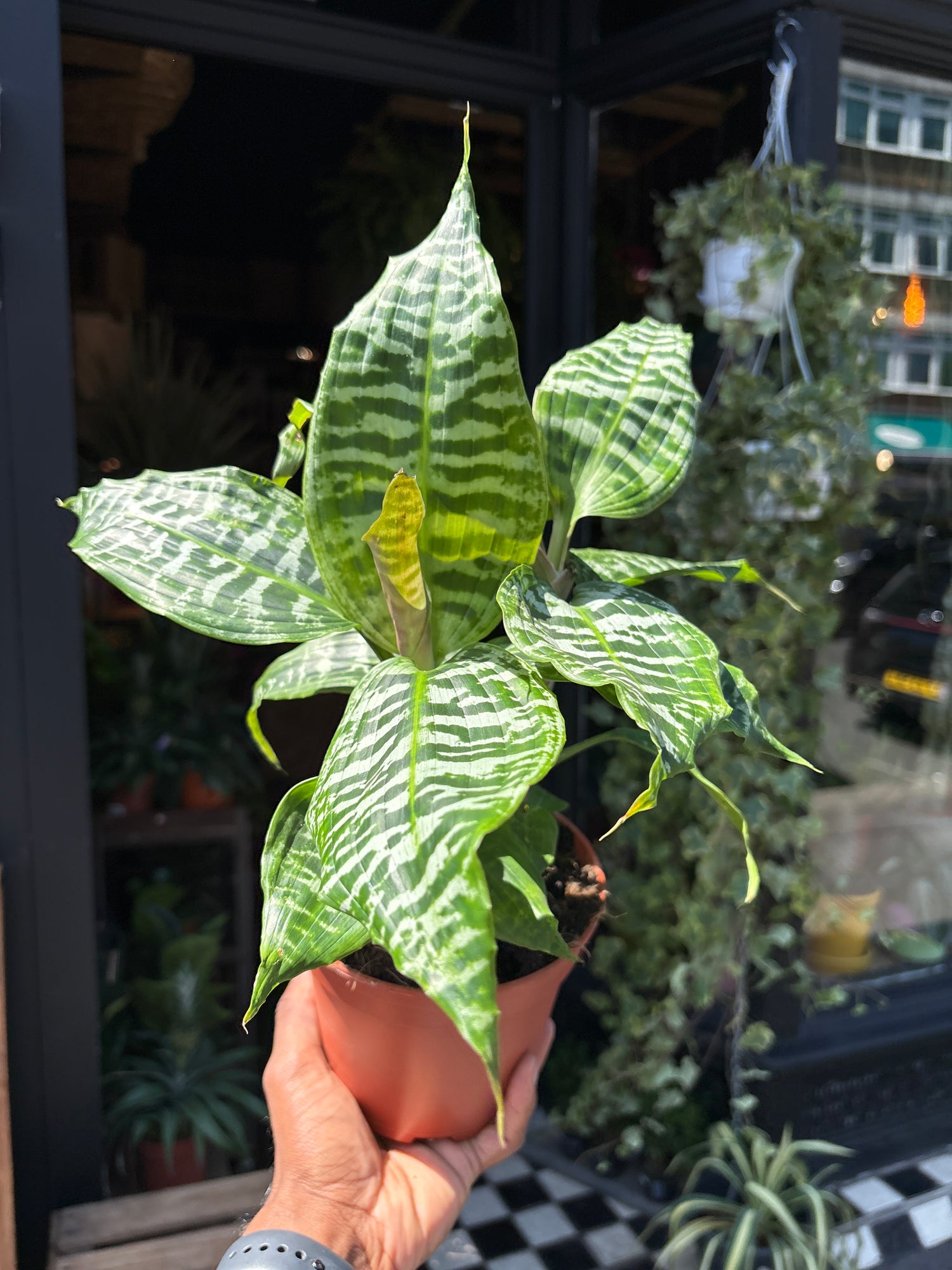 Dracaena Goldieana in front of Urban Tropicana’s Plant Shop in Chiswick London