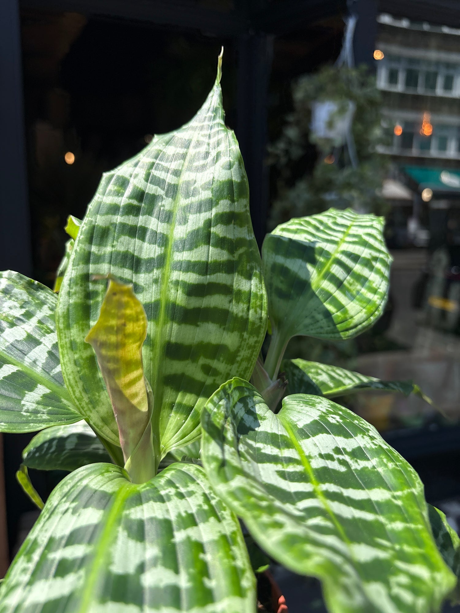 Close up of Dracaena Goldieana in front of Urban Tropicana’s Plant Shop in Chiswick London