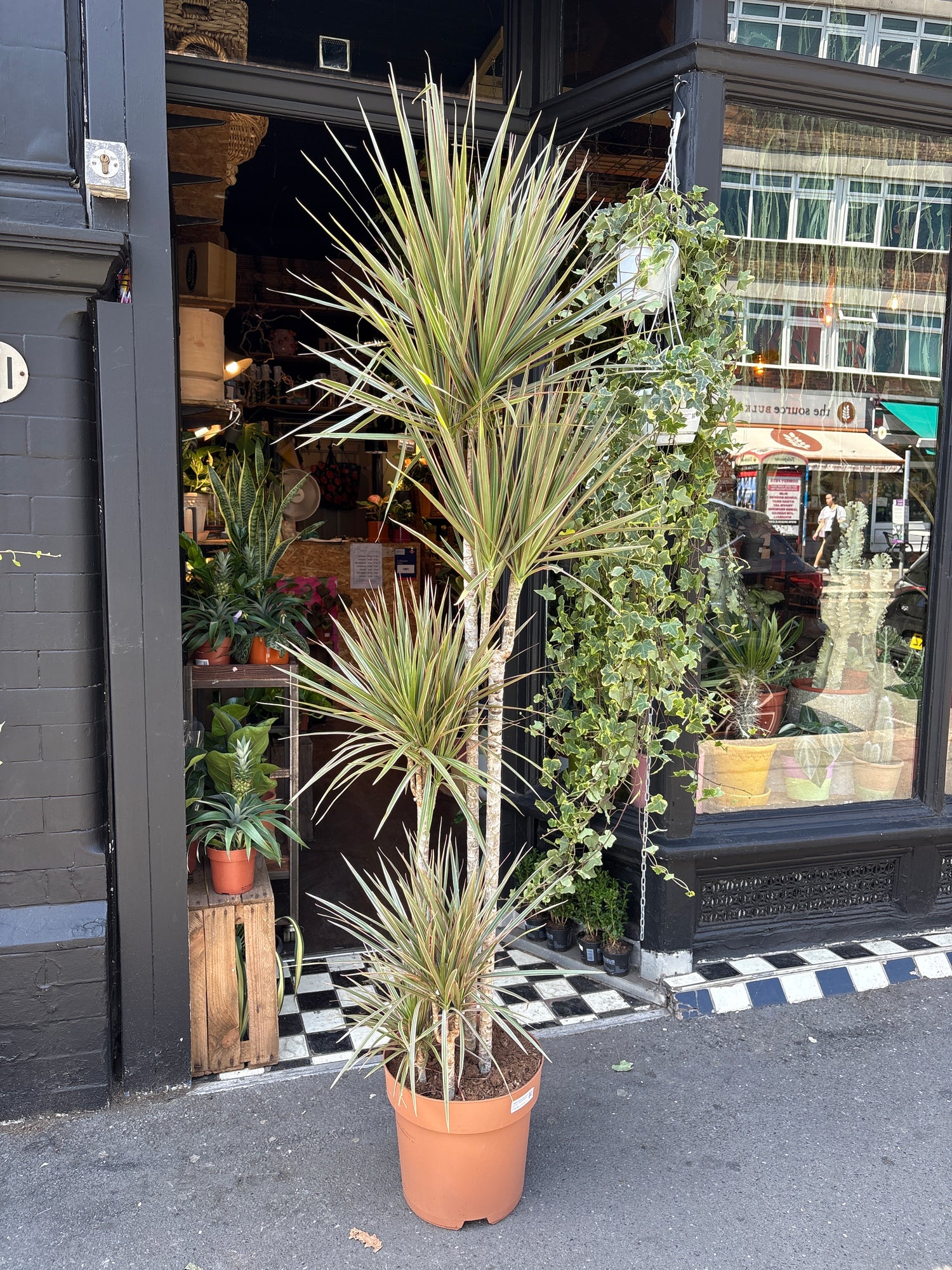 Dracaena Marginata ‘Bicolor’ in front of Urban Tropicana’s Plant Shop in Chiswick London