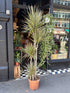Dracaena Marginata ‘Bicolor’ in front of Urban Tropicana’s Plant Shop in Chiswick London