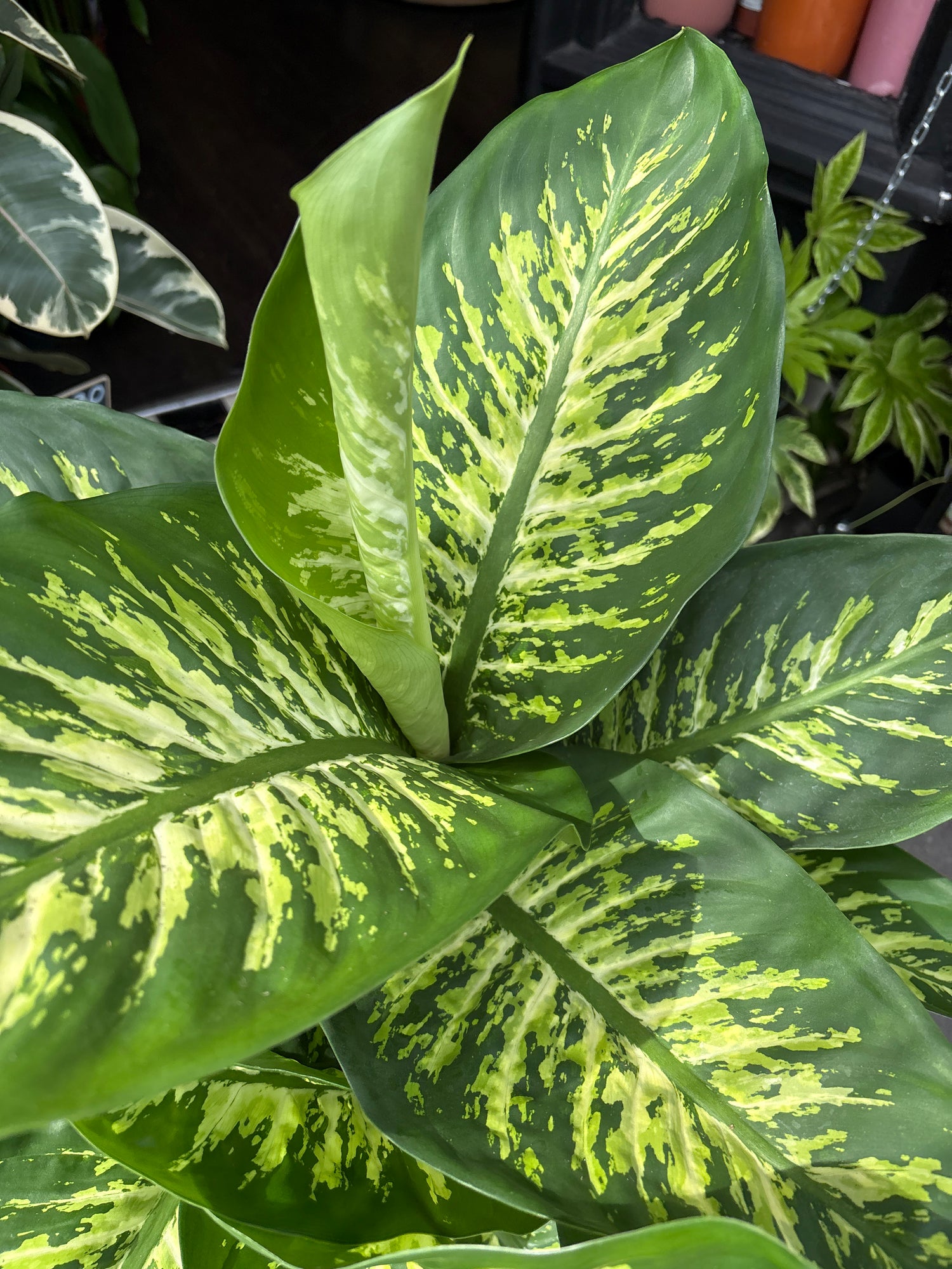 A Dieffenbachia Reeva plant in front of Urban Tropicana’s Plant Shop in Chiswick London