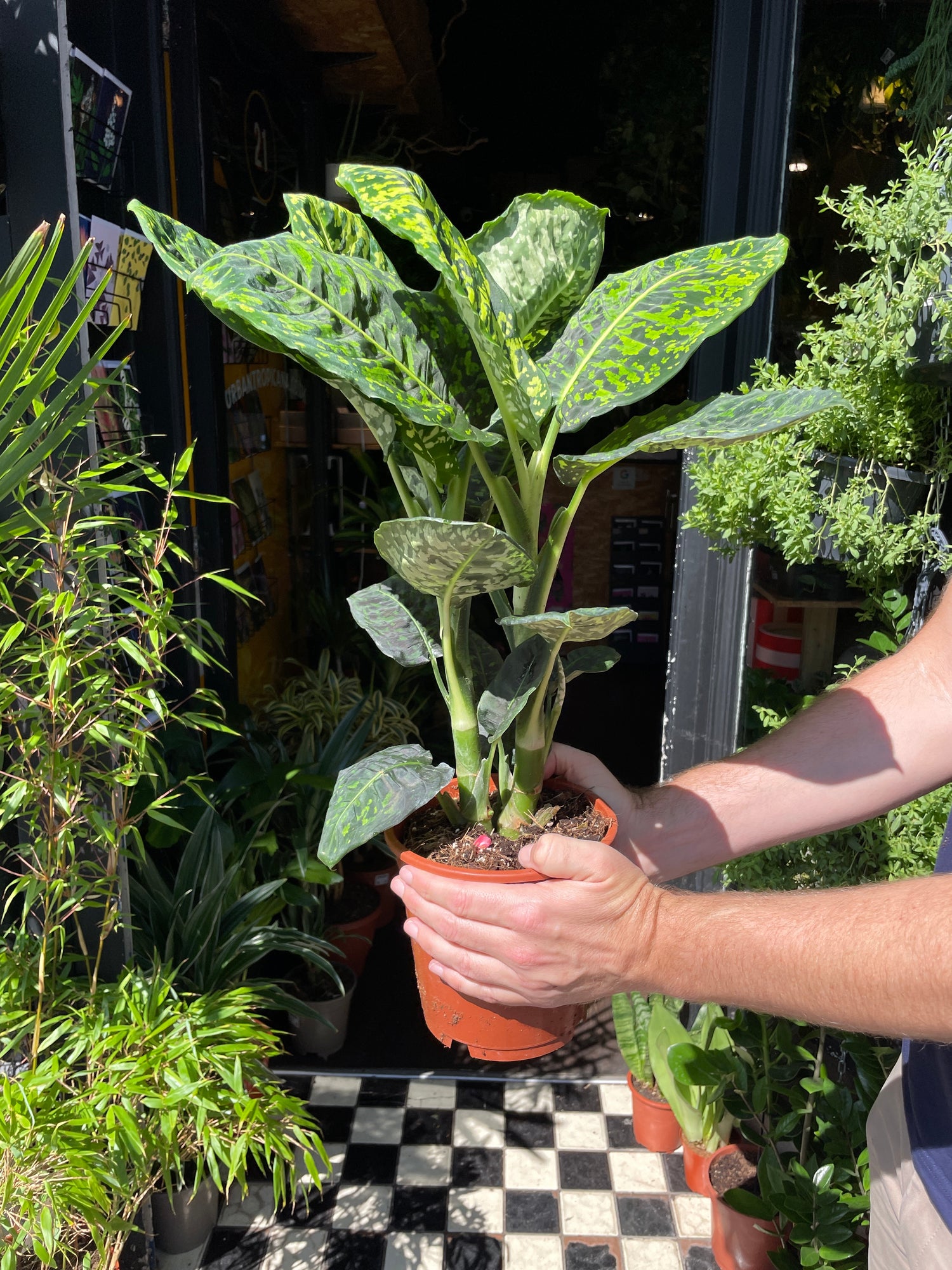 Dieffenbachia Reflector also known as a Dumb Cane plant in front of Urban Tropicana’s store in Chiswick, London