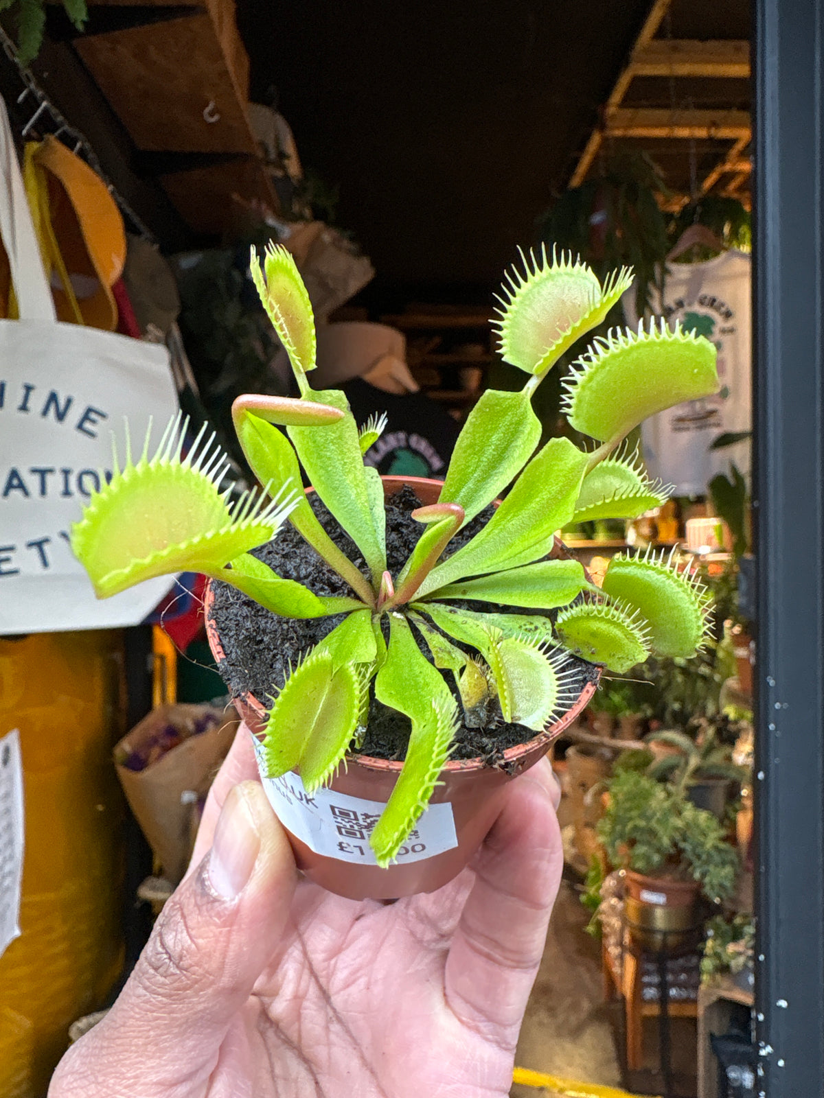 Dionea Muscipula Venus Flytrap in 5.5cm pot outside Urban Tropicana plant shop in Chiswick, London
