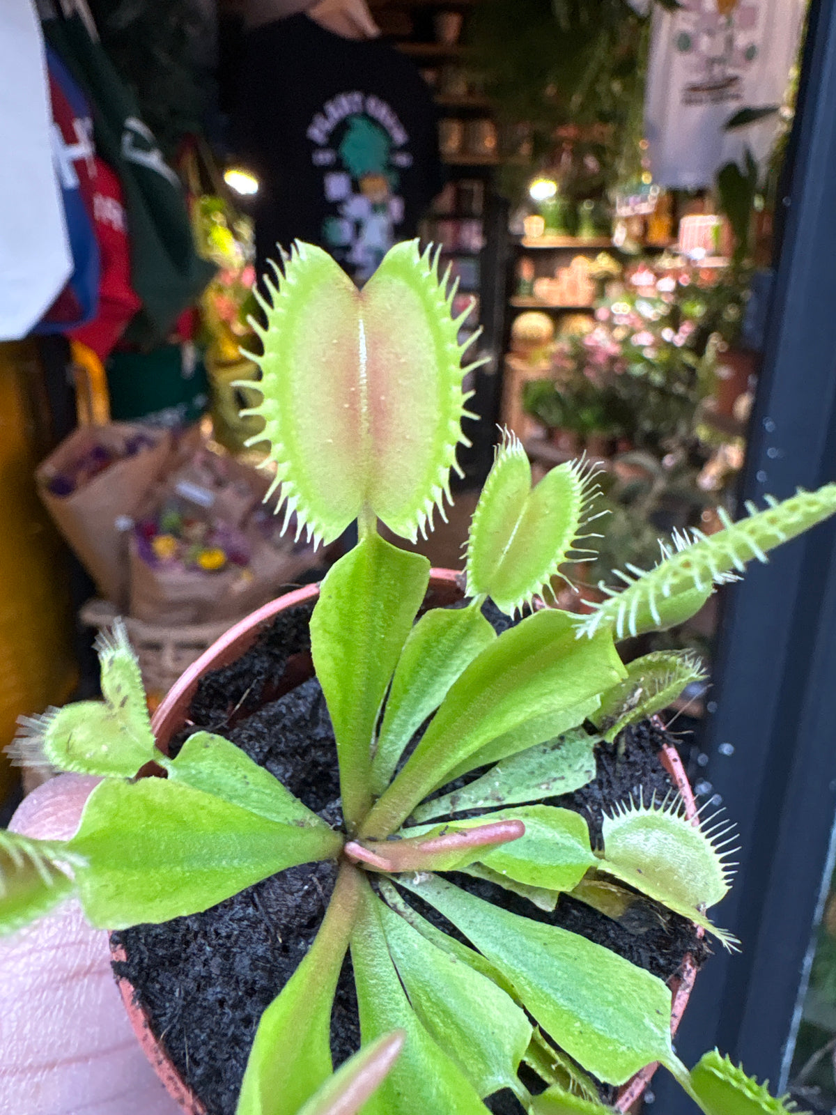 Dionea Muscipula Venus Flytrap in 5.5cm pot outside Urban Tropicana plant shop in Chiswick, London
