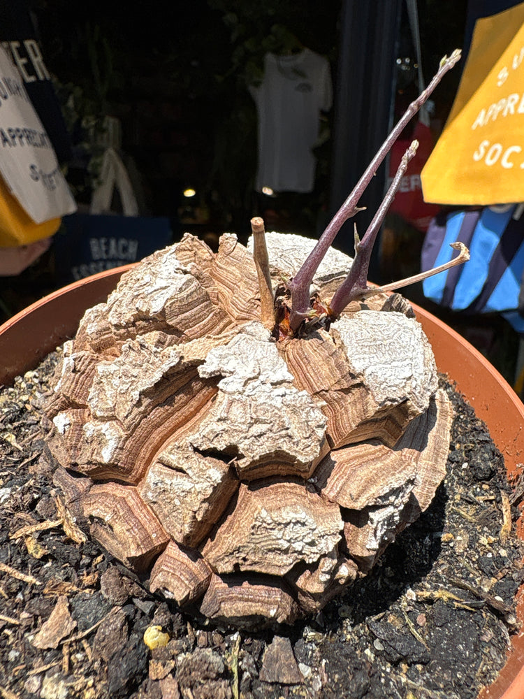 A Dioscorea Elephantipes (commonly known as Elephant’s Foot Plant) plant in front of Urban Tropicana’s plant shop in Chiswick, London