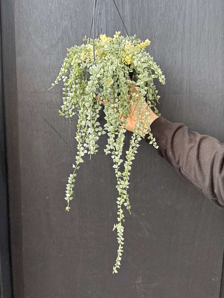A Dischidia ruscifolia variegata plant against a black surface
