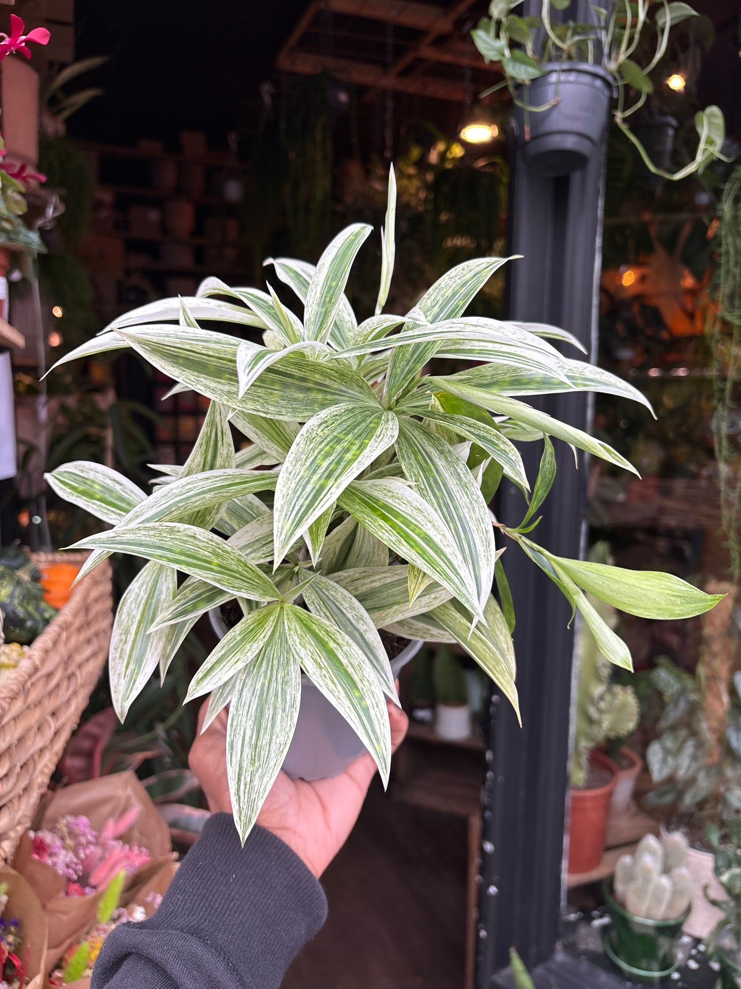 A Dracaena Godseffiana ‘Silver’ plant in front of Urban Tropicana’s Plant Shop in Chiswick London