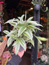 A Dracaena Godseffiana ‘Silver’ plant in front of Urban Tropicana’s Plant Shop in Chiswick London