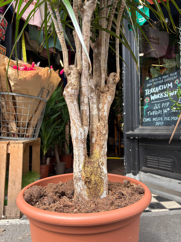A Dracaena Marginata plant in front of Urban Tropicana’s plant shop in Chiswick, London