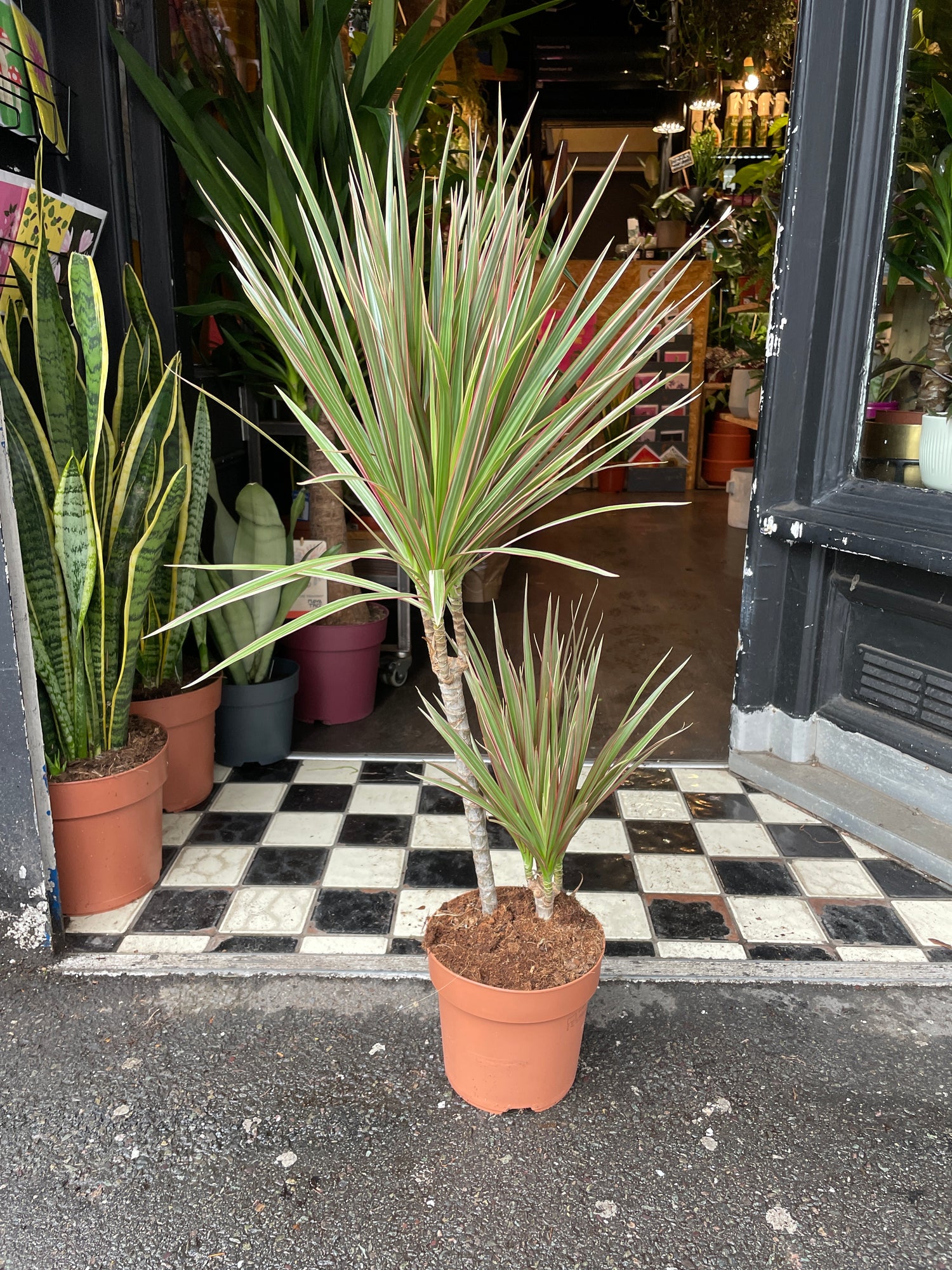 A Draceana Marginata plant also known as a dragon tree with long green leaves with red edges in front of Urban Tropicana&