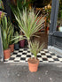 A Draceana Marginata plant also known as a dragon tree with long green leaves with red edges in front of Urban Tropicana&