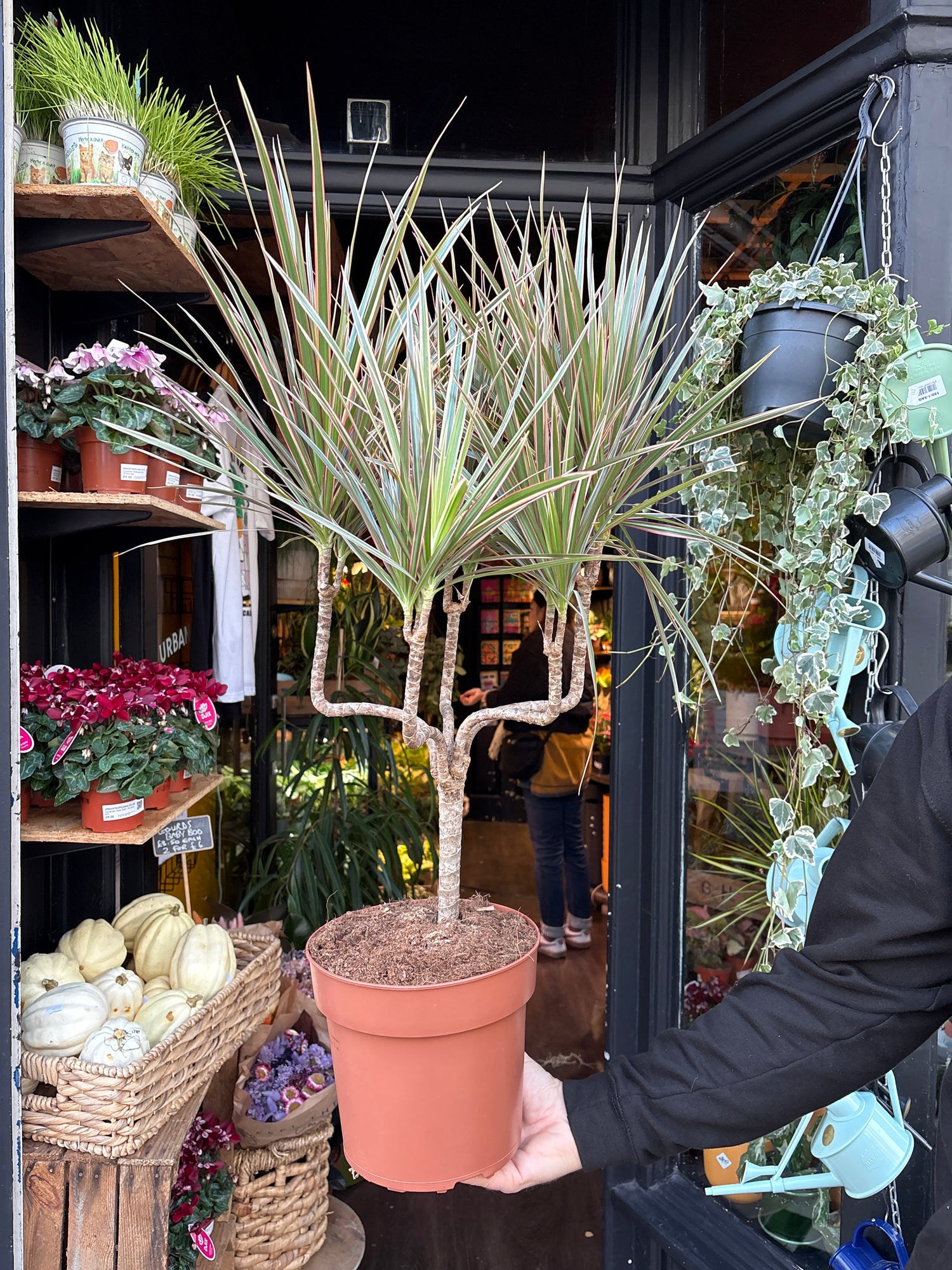 A Dracaena Marginata ‘Bicolor’ plant in front of Urban Tropicana’s Plant Shop in Chiswick London