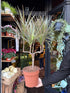 A Dracaena Marginata ‘Bicolor’ plant in front of Urban Tropicana’s Plant Shop in Chiswick London