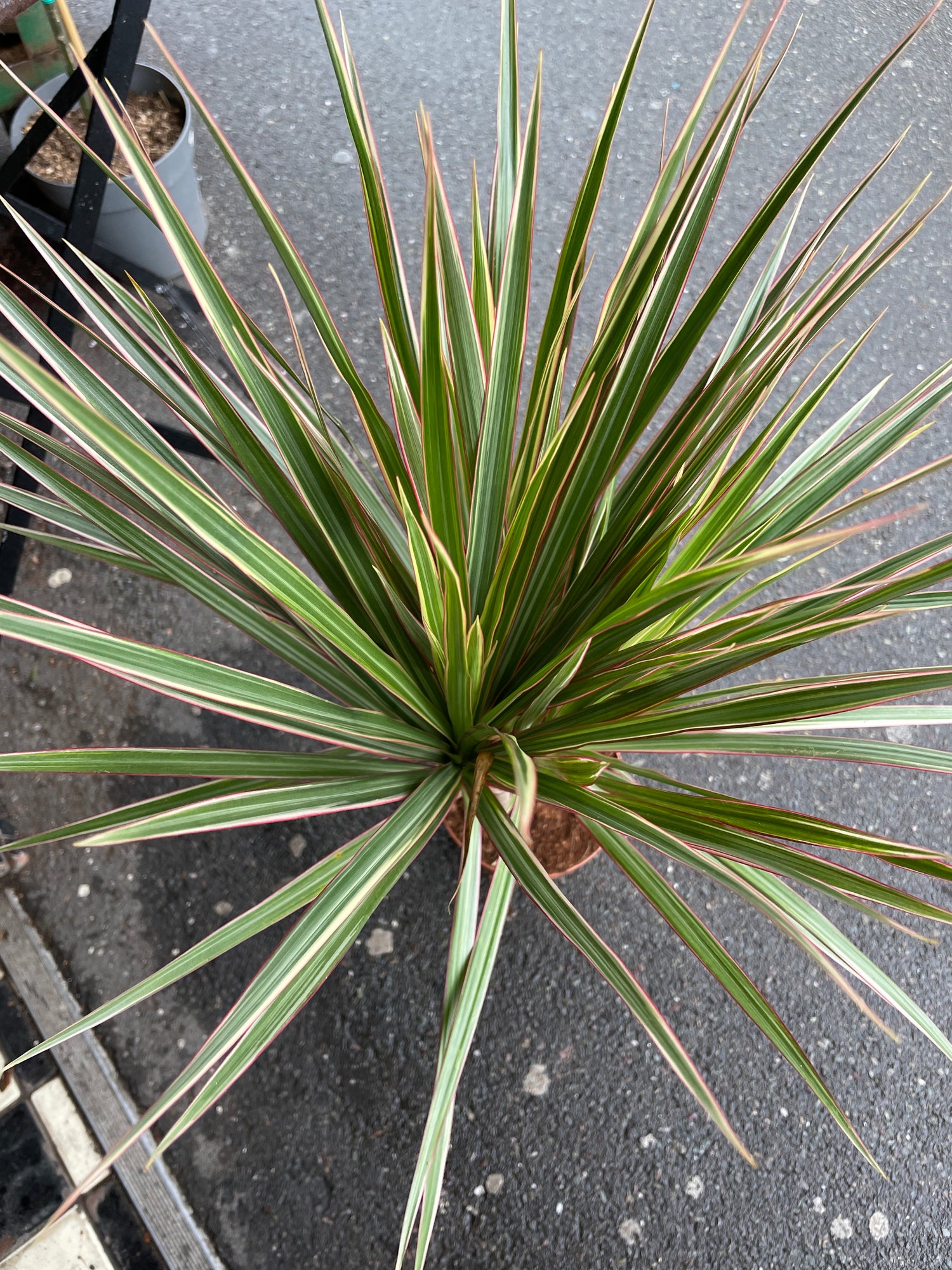 A Draceana Marginata plant also known as a dragon tree with long green leaves with red edges in front of Urban Tropicana&