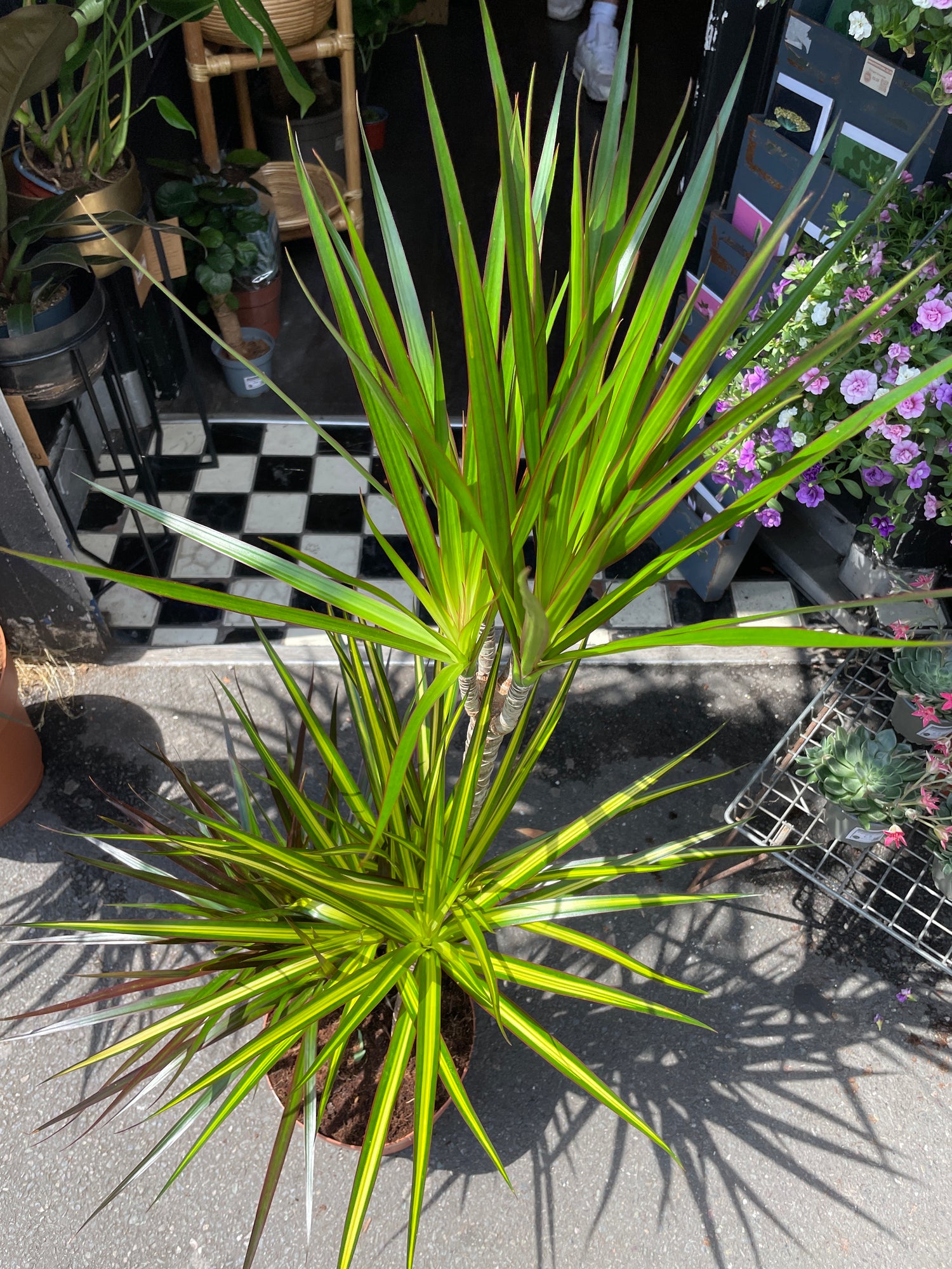 A Dracaena Marginata plant also known as a dragon tree in front of Urban Tropicana&